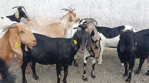 Boer Osmanabadi Breeding Setup At Poona Goat Farm Maharashtra Bakri