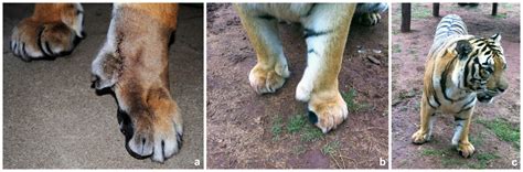 Congenital Deformity Of The Paw In A Captive Tiger Case Report BMC