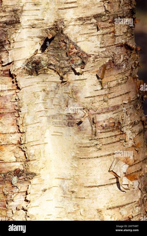 The Distinctive Pale Bark Of A Silver Birch Tree As These Fast Growing
