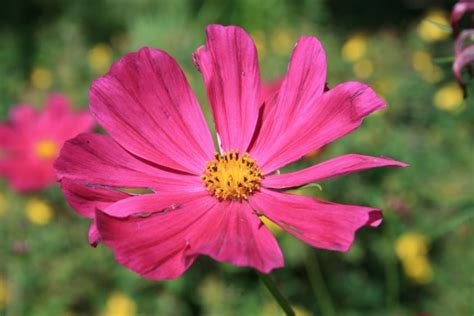 Pink Cosmos Flower Free Stock Photo Public Domain Pictures