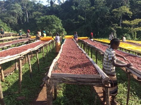 Although there are a few estates in ethiopia, 95% of coffee is grown by small land holders in a wide variety of environments, including. Which Countries Produce the Most Coffee? - Perk Coffee ...