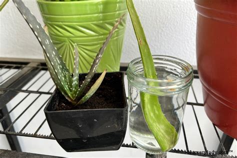 How To Propagate Aloe Vera Plant Step By Step Guide