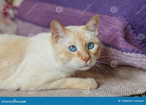 Ginger Cat With Blue Eyes Stock Photo Image Of Emotions 77864670