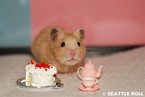 Havin A Tea Party Funny Hamsters Hamster Cute Animals