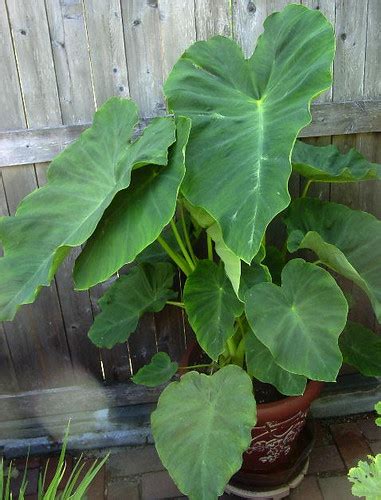 Where do elephant ears grow best? Elephant ears in container?