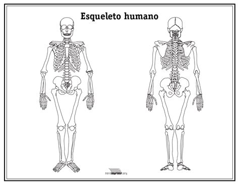 Esqueleto Humano Sin Nombres Para Imprimir En Pdf 2024