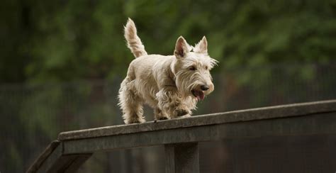 Scottish Terrier Breed Information | Breed Advisor