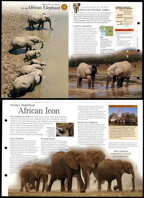 African Elephant 8 Save Species Discovering Wildlife Fact File Fold