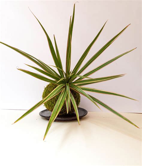 Dracaena marginata 'tricolor' — tricolor is very similar to the standard dracaena marginata, however it has three colors in its leaves there is a yellow band in between the red edges and green center. Madagascar Dragon Tree (Dracaena Marginata) Care Guide