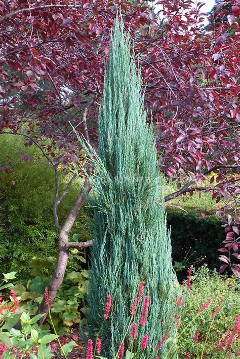 Narrow Columnar Evergreen Shrubs Juniperus Virginiana Blue Arrow In