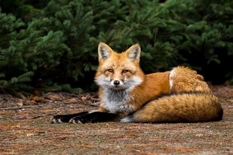 Red Fox Vulpes Vulpes Stock Photo Download Image Now Istock