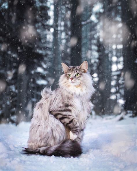 norwegian forest cats are characterized for their thick fur protecting them from the harsh
