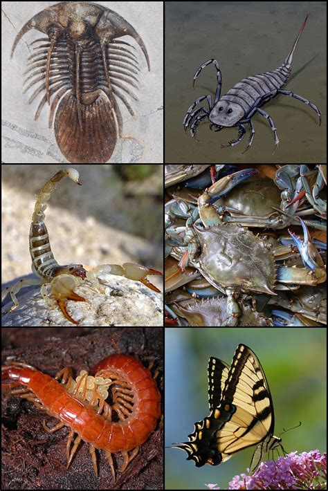 In this super guide, you are going to learn about the phylum arthropoda step by step with diagrams. Arthropod - Wikipedia