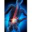 Treatment For Lower Back Pain  Sutton Osteopath Claire Craven