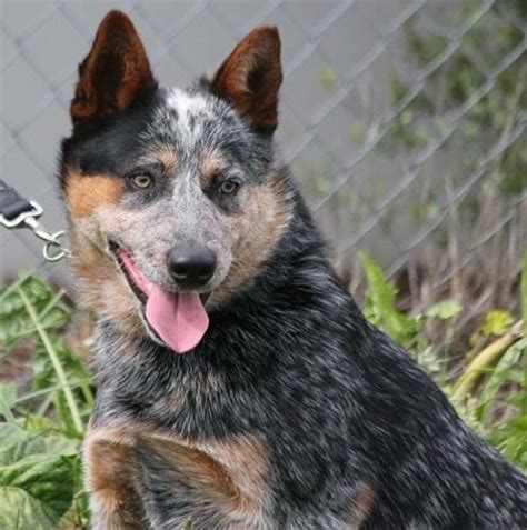 Dundee Australian Cattle Dog Blue Heeler Young Adoption Rescue For