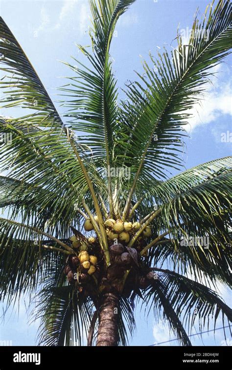 Dwarf Coconut Tree