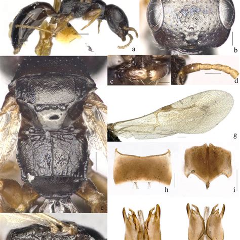 Odontepyris Yunnanensis Sp Nov Holotype ♀a Habitus Lateral B