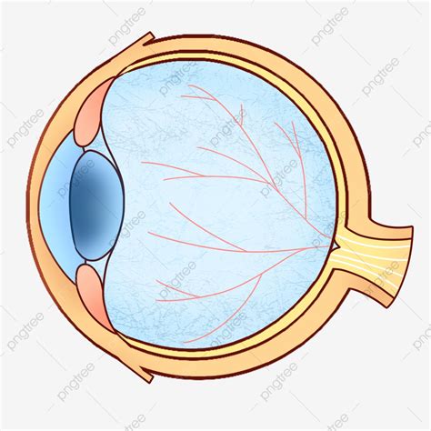 안구 파란색 각막 눈 장기 인간의 각막무료 다운로드를위한 Png 및 Psd 파일