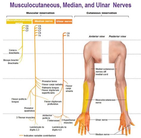Ulnar Nerve Muscles