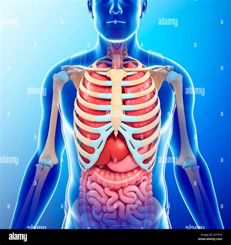 Human Chest Anatomy Illustration Stock Photo Alamy