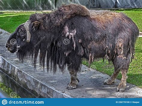Musk Ox In Its Enclosure 10 Stock Photo Image Of Horn Zoology 236770100
