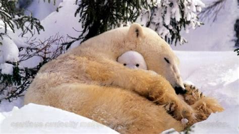 50 Best Animal Cuddlers Of All Time Cute Animals Cuddles That Make