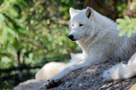 White Arctic Wolf Canis Lupus Arctos Lying On Rock Stock Afbeelding