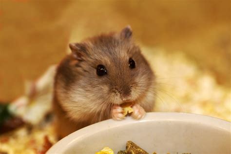 Hamster Care How To Make Your Rodent Friend Happy Parkside Vets Pets