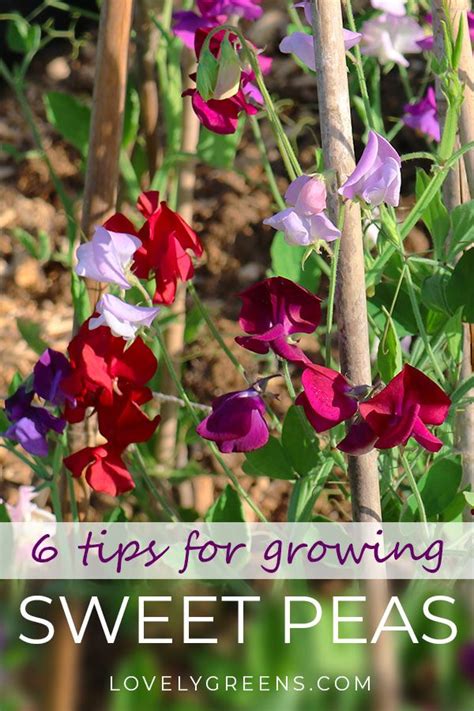 6 Easy Tips For Growing Sweet Peas Lovely Greens Growing Sweet Peas