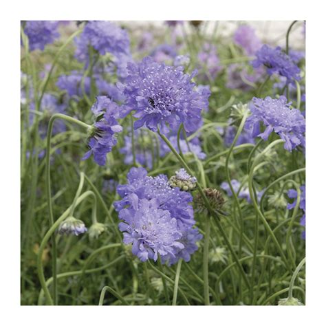 Scabiosa Columbaria Butterfly Blue Roses André Eve