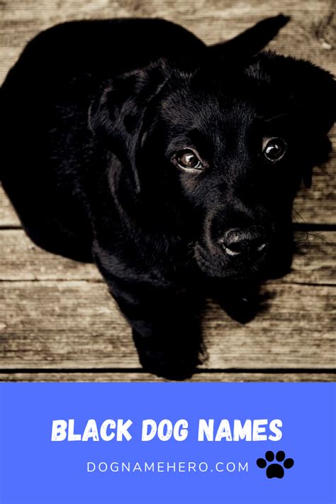 Best Black Dog Names 170 Names For Black Puppies Dog Name Hero