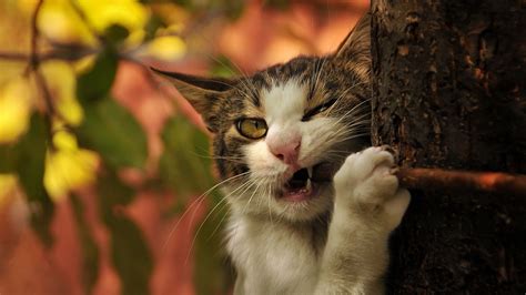 Funny Cats Wallpapers 57 Images