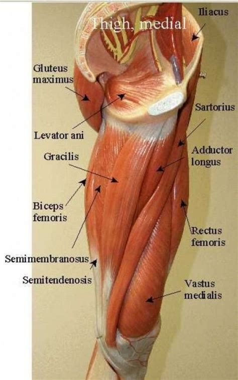 Sartorius Long Muscle Origin Anterior Superior Iliac Spine Insertion