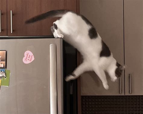 Psbattle Cat Mid Air Jump Off Fridge Rphotoshopbattles