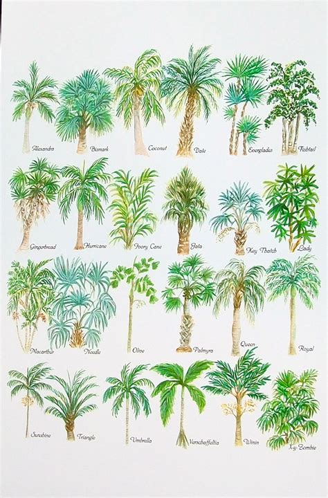 types of palm trees chart - Allena Box