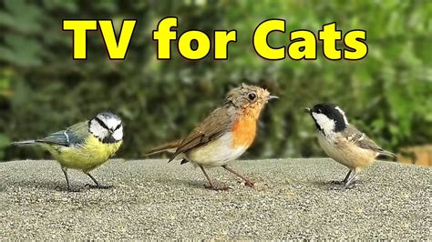 Cat Tv Bird Sounds In Summer ~ 8 Hours ⭐ New Videos For Cats To Watch