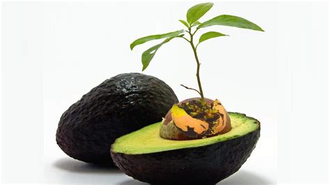 Avocado farmer shows the journey a tree takes from seed to producing fruit. how to grow an avocado tree from seed | Step by Step ...