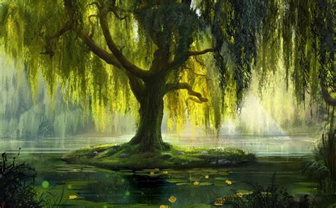 Weeping Willow Trees Wallpapers Wallpaper Cave