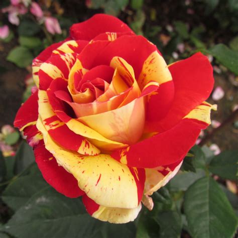 Brushstrokes Rose Striped Floribunda Style Roses