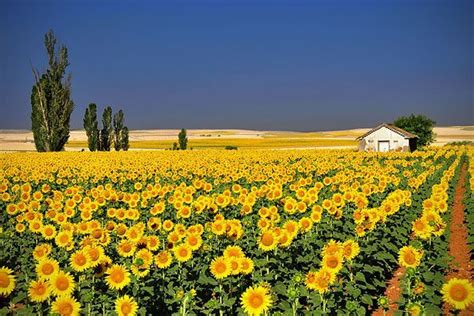 Sunflowers From 50 Mind Blowing Examples Of Landscape Photography
