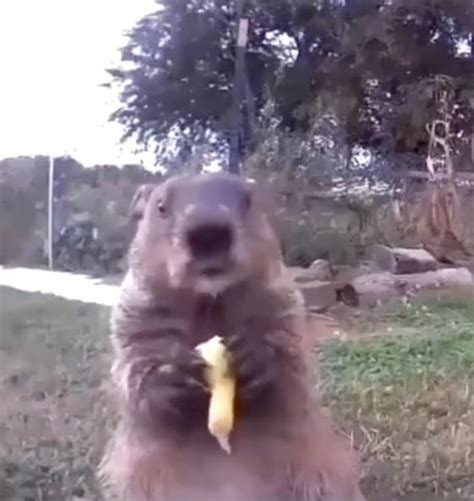 Chunk The Groundhog Stealing Crops From Delaware Farmer Then Eating In Front Surveillance Camera