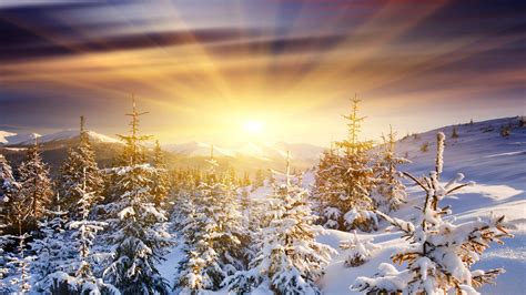 1920x1080 Dawn Fir Trees Snow Sun Mountains Coolwallpapersme