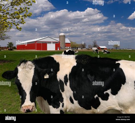 Staring Holstein Dairy Cow In A Farm Pasture With A Large Red Barn