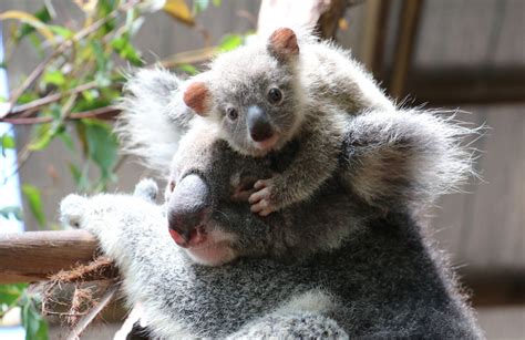 Koala Cuddle Things To Do In Cairns