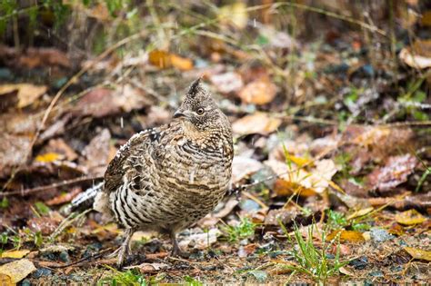 Ruffed Grouse In Leaves Freelance Photography Animals Grouse