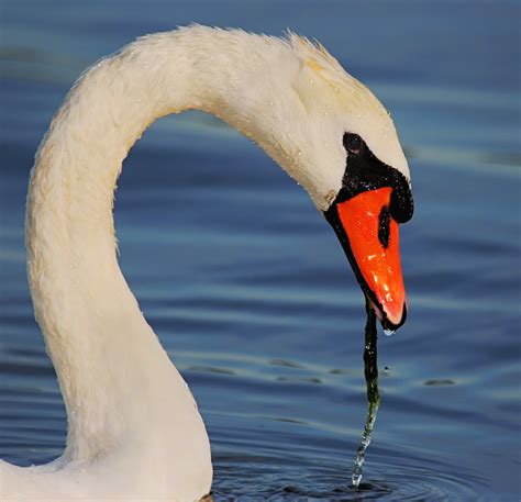 It is native to much of eurasia, and (as a rare winter visitor) the far north of africa. Mute Swan | Mute Swans were introduced to the Eastern ...
