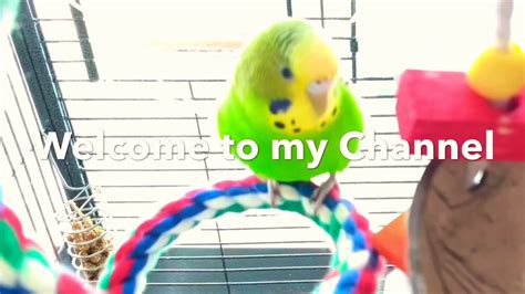 Best Budgie Sounds Happy Bird Entertainment Parakeets Love Aviary