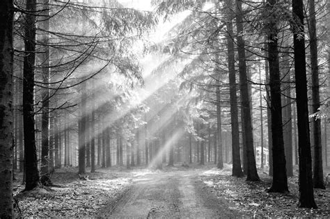 Wall Mural Black And White Of Coniferous Forest In By Styleawall 395