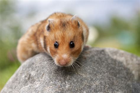 Hamster De Syrie Hamster Doré Mesocricetus Auratus Anciens Et