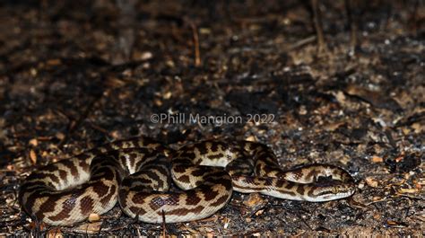 Stimsons Python Antaresia Stimsoni Phill Mangion Flickr